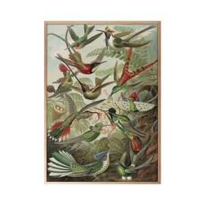 Trochilidea Kolibris 90×120 | Bilde