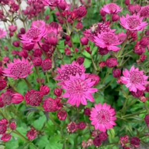 Stor stjerneskjerm Astrantia H7