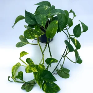Epipremnum Ø11cm