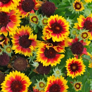 Staudekokarde Gaillardia starburst H5