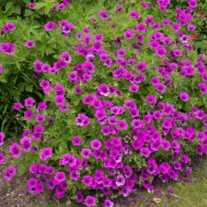 Storkenebb Geranium H6