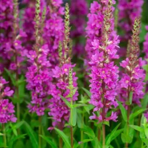 Kattehale Lythrum Robin H7