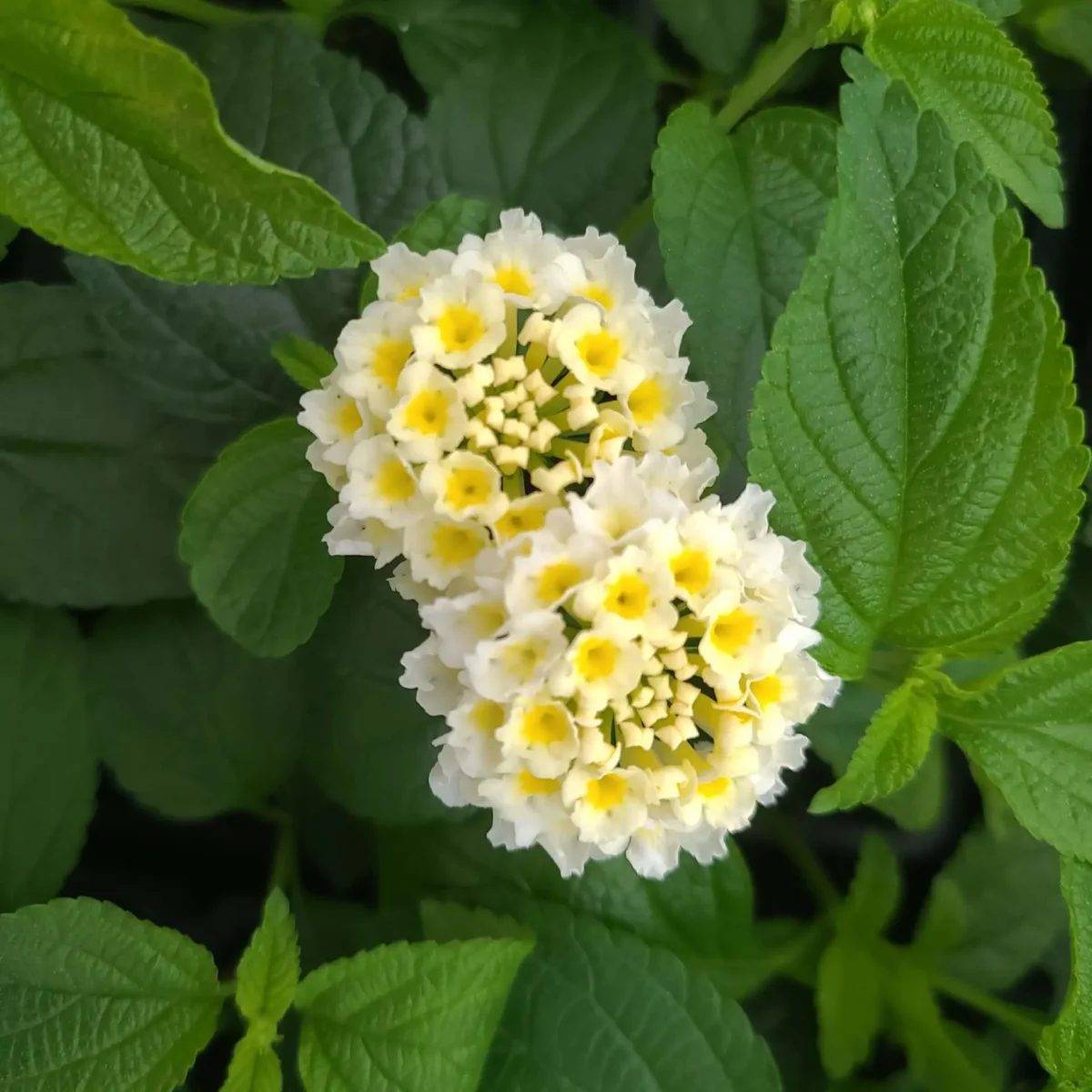 Lantana Ø11cm - Image 2