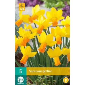 Høstløk Narcissus jetfire 5pk