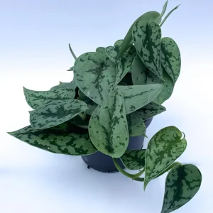 Philodendron Ø11cm.