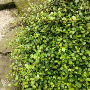 Pletter i luften Muehlenbeckia Ø11cm