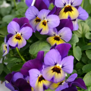 Stemor 10 pk.