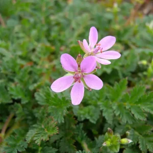 Tranehals Erodium cicutarium H7